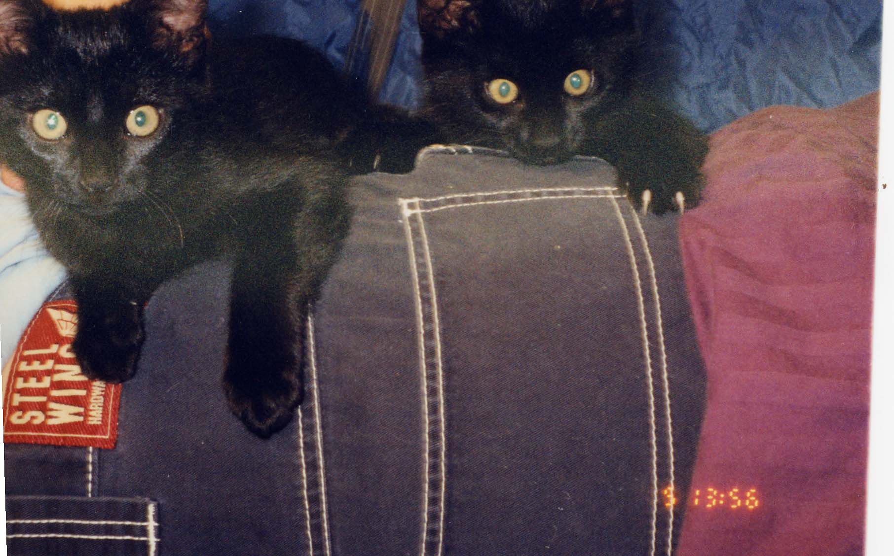 4th_of_July_kitties.jpg